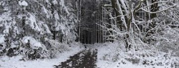 Weg führt in den verschneiten Wald hinein